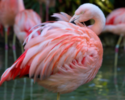 Pink Flamingo
