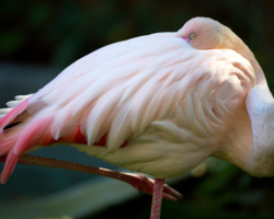 Pink Flamingo (2)
