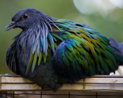 Nicobar Pigeon