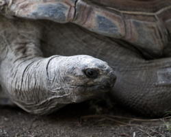 Aldabra Tortoise