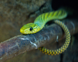 Green Mamba (2)