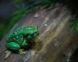 Magnificent Tree Frog (3)
